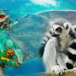 أرض الحيوانات “جزيرة مدغشقر”