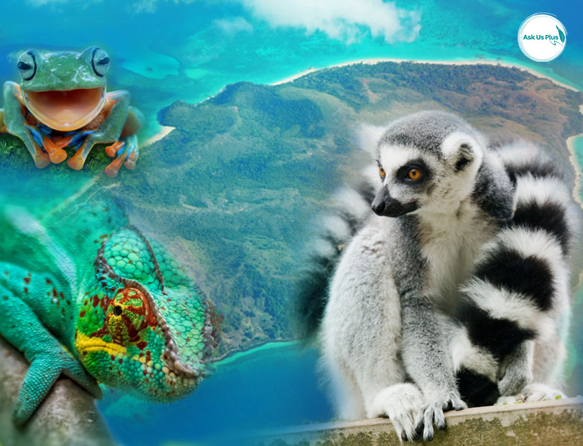 أرض الحيوانات “جزيرة مدغشقر”